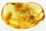 Detailed Fossil Winged Aphid (Aphidoidea) in Baltic Amber #346666-1